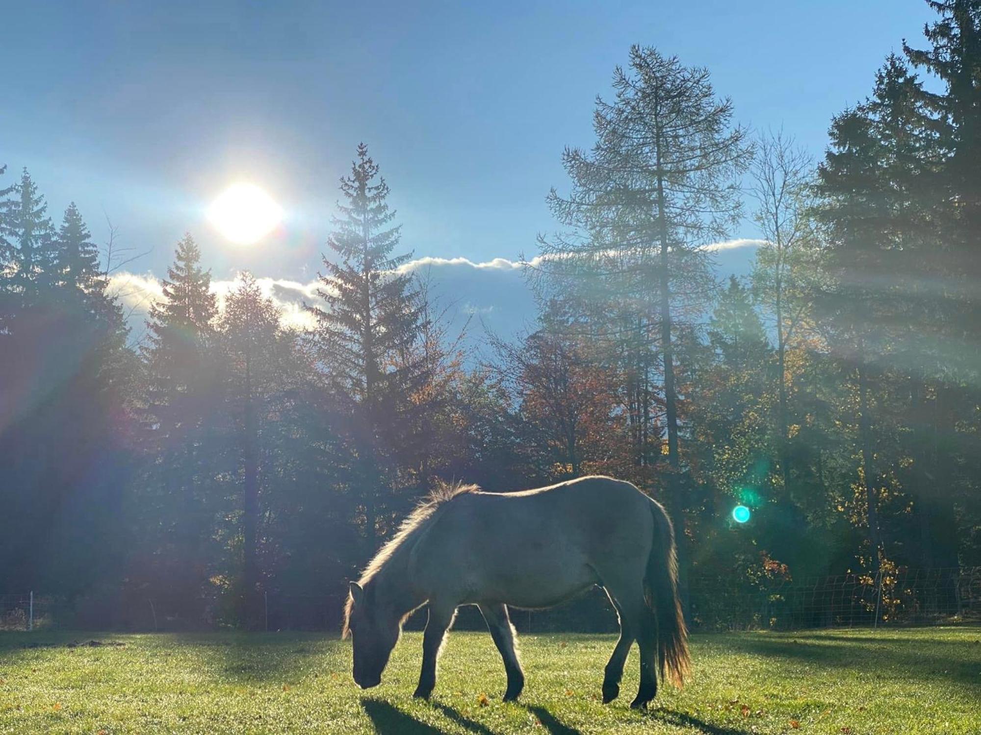 Gosciniec Janowa Gora - Agroturystyka Stronie Śląskie Kamer foto